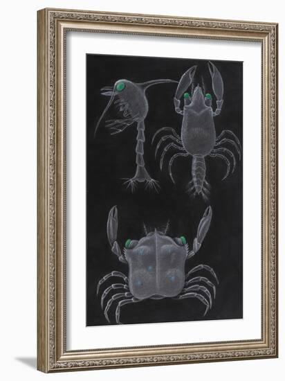 Crab Development-Philip Henry Gosse-Framed Giclee Print