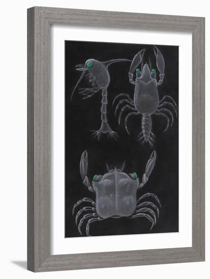 Crab Development-Philip Henry Gosse-Framed Giclee Print