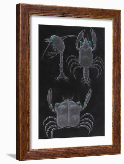 Crab Development-Philip Henry Gosse-Framed Giclee Print