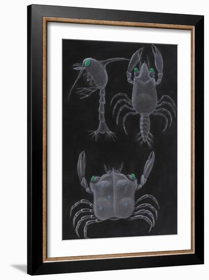 Crab Development-Philip Henry Gosse-Framed Giclee Print