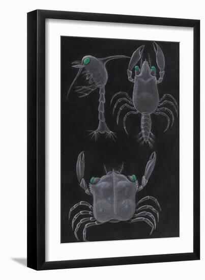 Crab Development-Philip Henry Gosse-Framed Giclee Print