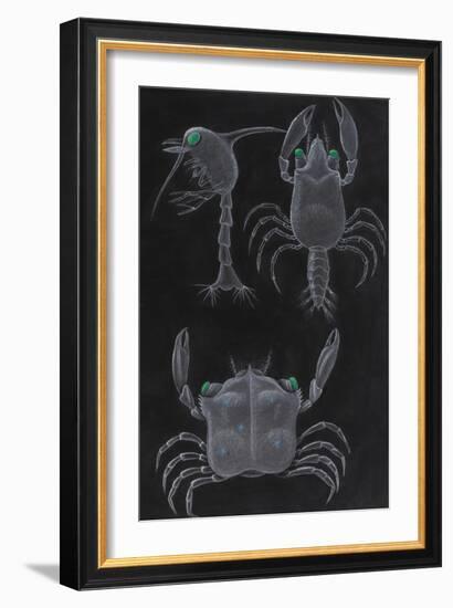 Crab Development-Philip Henry Gosse-Framed Giclee Print