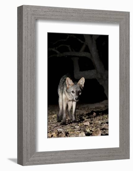 Crab-Eating Fox (Cerdocyon Thous) Foraging at Night, Mato Grosso, Pantanal, Brazil. July-Ben Cranke-Framed Photographic Print