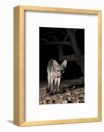 Crab-Eating Fox (Cerdocyon Thous) Foraging at Night, Mato Grosso, Pantanal, Brazil. July-Ben Cranke-Framed Photographic Print