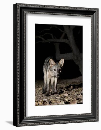 Crab-Eating Fox (Cerdocyon Thous) Foraging at Night, Mato Grosso, Pantanal, Brazil. July-Ben Cranke-Framed Photographic Print