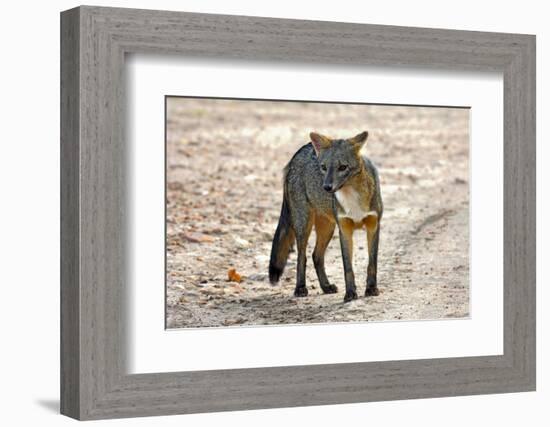 Crab-eating fox (Cerdocyon thous) Kaa-Lya National Park, South East Bolivia.-Daniel Heuclin-Framed Photographic Print