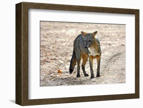 Crab-eating fox (Cerdocyon thous) Kaa-Lya National Park, South East Bolivia.-Daniel Heuclin-Framed Photographic Print