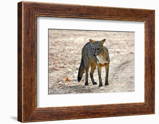 Crab-eating fox (Cerdocyon thous) Kaa-Lya National Park, South East Bolivia.-Daniel Heuclin-Framed Photographic Print