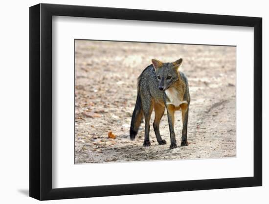 Crab-eating fox (Cerdocyon thous) Kaa-Lya National Park, South East Bolivia.-Daniel Heuclin-Framed Photographic Print