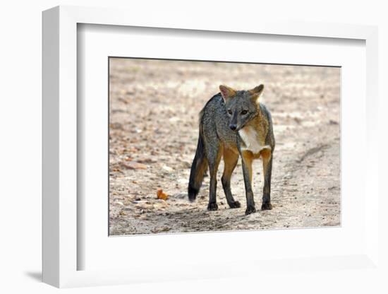 Crab-eating fox (Cerdocyon thous) Kaa-Lya National Park, South East Bolivia.-Daniel Heuclin-Framed Photographic Print