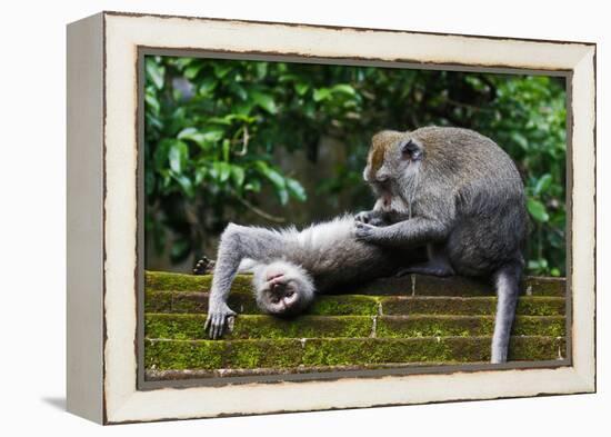Crab-Eating Macaque (Macaca Fascicularis) Grooming. Bali, Indonesia-Sandesh Kadur-Framed Premier Image Canvas