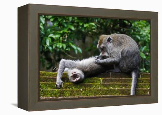 Crab-Eating Macaque (Macaca Fascicularis) Grooming. Bali, Indonesia-Sandesh Kadur-Framed Premier Image Canvas