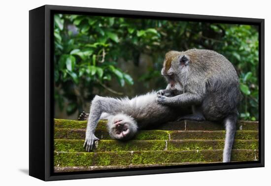 Crab-Eating Macaque (Macaca Fascicularis) Grooming. Bali, Indonesia-Sandesh Kadur-Framed Premier Image Canvas