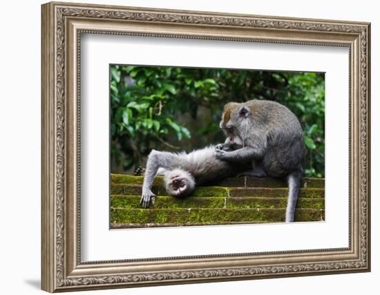 Crab-Eating Macaque (Macaca Fascicularis) Grooming. Bali, Indonesia-Sandesh Kadur-Framed Photographic Print