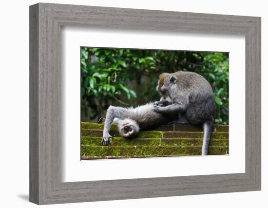 Crab-Eating Macaque (Macaca Fascicularis) Grooming. Bali, Indonesia-Sandesh Kadur-Framed Photographic Print