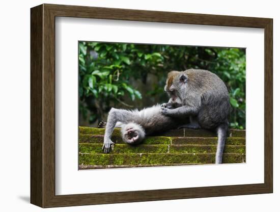 Crab-Eating Macaque (Macaca Fascicularis) Grooming. Bali, Indonesia-Sandesh Kadur-Framed Photographic Print