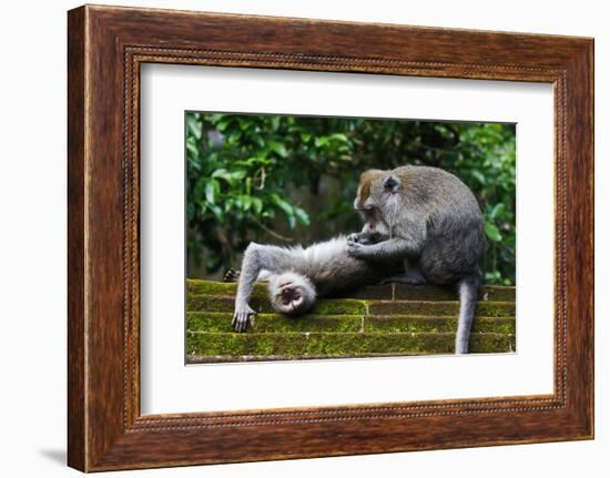 Crab-Eating Macaque (Macaca Fascicularis) Grooming. Bali, Indonesia-Sandesh Kadur-Framed Photographic Print