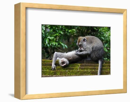 Crab-Eating Macaque (Macaca Fascicularis) Grooming. Bali, Indonesia-Sandesh Kadur-Framed Photographic Print