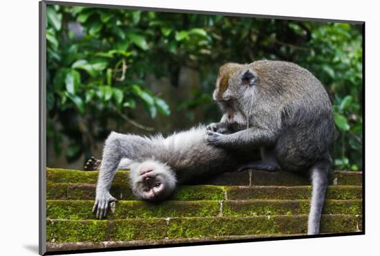 Crab-Eating Macaque (Macaca Fascicularis) Grooming. Bali, Indonesia-Sandesh Kadur-Mounted Photographic Print