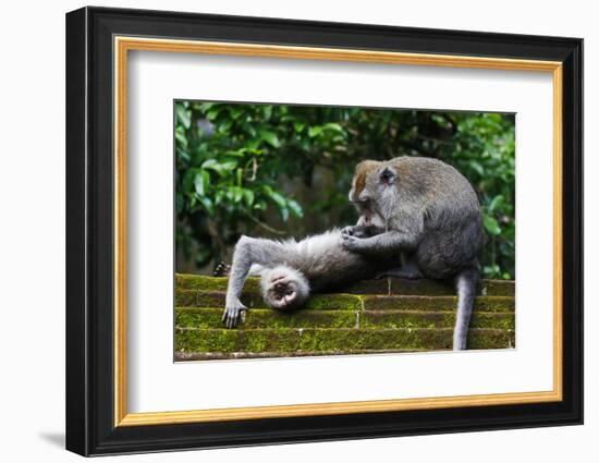 Crab-Eating Macaque (Macaca Fascicularis) Grooming. Bali, Indonesia-Sandesh Kadur-Framed Photographic Print