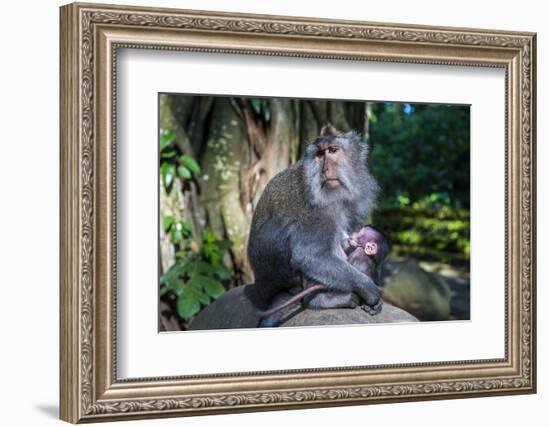 Crab-Eating Macaque (Macaca Fascicularis) Mother with Baby, Monkey Forest, Ubud, Bali, Indonesia-Michael Runkel-Framed Photographic Print