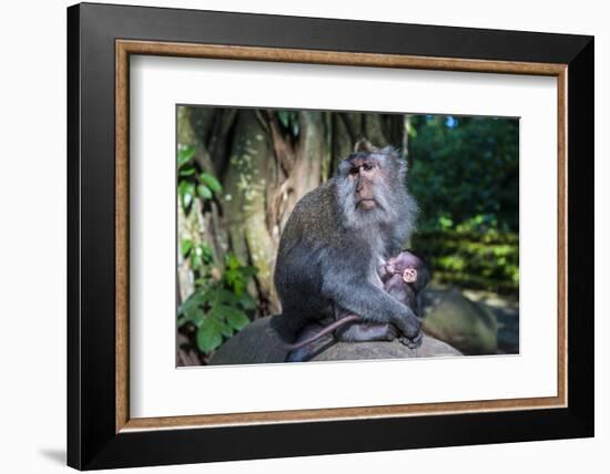 Crab-Eating Macaque (Macaca Fascicularis) Mother with Baby, Monkey Forest, Ubud, Bali, Indonesia-Michael Runkel-Framed Photographic Print