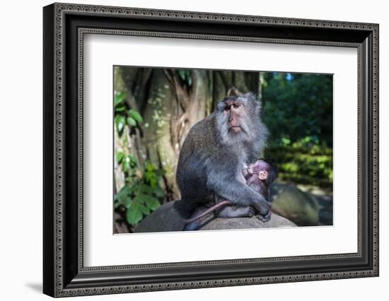 Crab-Eating Macaque (Macaca Fascicularis) Mother with Baby, Monkey Forest, Ubud, Bali, Indonesia-Michael Runkel-Framed Photographic Print