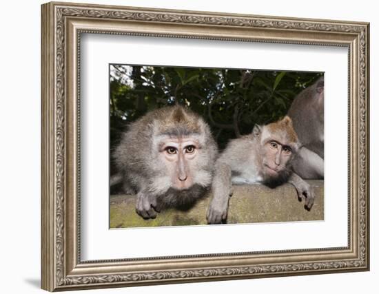 Crab-Eating Macaque or Long-Tailed Macaque (Macaca Fascicularis), Bali, Indonesia-Reinhard Dirscherl-Framed Photographic Print