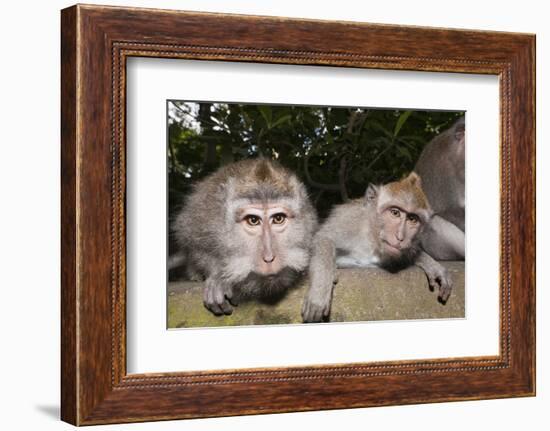 Crab-Eating Macaque or Long-Tailed Macaque (Macaca Fascicularis), Bali, Indonesia-Reinhard Dirscherl-Framed Photographic Print