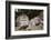 Crab-Eating Macaque or Long-Tailed Macaque (Macaca Fascicularis), Bali, Indonesia-Reinhard Dirscherl-Framed Photographic Print