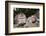 Crab-Eating Macaque or Long-Tailed Macaque (Macaca Fascicularis), Bali, Indonesia-Reinhard Dirscherl-Framed Photographic Print