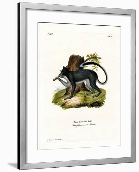 Crab-Eating Macaque-null-Framed Giclee Print