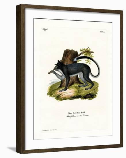 Crab-Eating Macaque-null-Framed Giclee Print