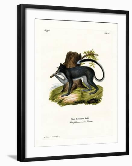 Crab-Eating Macaque-null-Framed Giclee Print