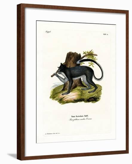 Crab-Eating Macaque-null-Framed Giclee Print