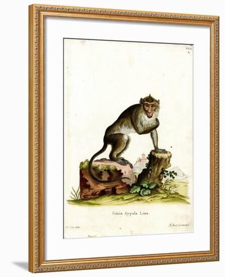 Crab-Eating Macaque-null-Framed Giclee Print