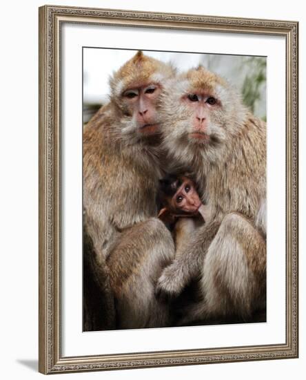 Crab-Eating Macaques Huddle Together to Fend Off Cold Front Lingering over Taiwan as a Young Feeds-null-Framed Photographic Print