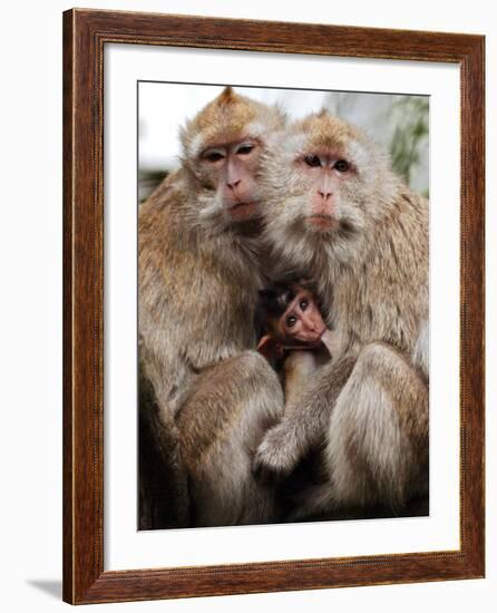 Crab-Eating Macaques Huddle Together to Fend Off Cold Front Lingering over Taiwan as a Young Feeds-null-Framed Photographic Print