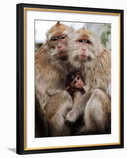 Crab-Eating Macaques Huddle Together to Fend Off Cold Front Lingering over Taiwan as a Young Feeds-null-Framed Photographic Print