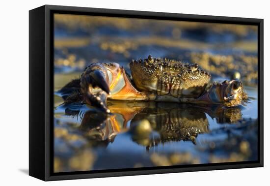 Crab (Eriphia Verrucosa) in Shallow Water, Alentejo, Portugal-Quinta-Framed Premier Image Canvas