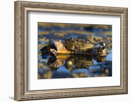 Crab (Eriphia Verrucosa) in Shallow Water, Alentejo, Portugal-Quinta-Framed Photographic Print