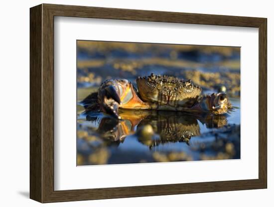 Crab (Eriphia Verrucosa) in Shallow Water, Alentejo, Portugal-Quinta-Framed Photographic Print