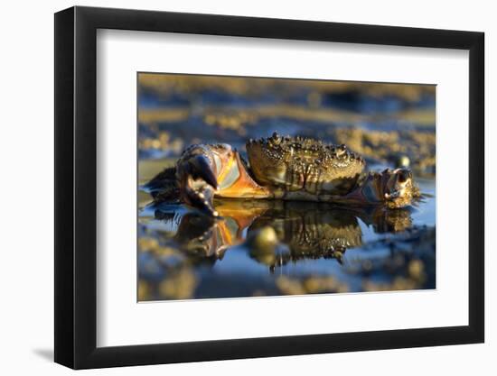 Crab (Eriphia Verrucosa) in Shallow Water, Alentejo, Portugal-Quinta-Framed Photographic Print