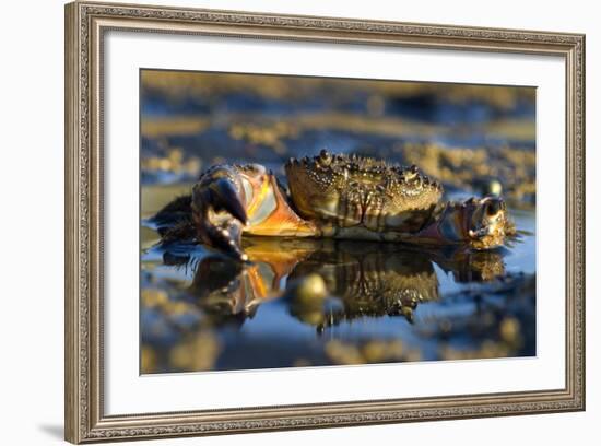 Crab (Eriphia Verrucosa) in Shallow Water, Alentejo, Portugal-Quinta-Framed Photographic Print