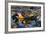 Crab (Eriphia Verrucosa) in Shallow Water, Alentejo, Portugal-Quinta-Framed Photographic Print