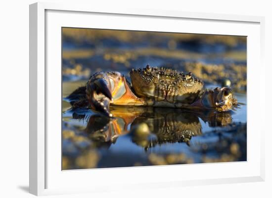 Crab (Eriphia Verrucosa) in Shallow Water, Alentejo, Portugal-Quinta-Framed Photographic Print