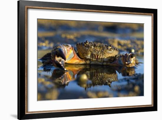 Crab (Eriphia Verrucosa) in Shallow Water, Alentejo, Portugal-Quinta-Framed Photographic Print