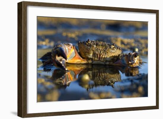 Crab (Eriphia Verrucosa) in Shallow Water, Alentejo, Portugal-Quinta-Framed Photographic Print