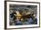 Crab (Eriphia Verrucosa) in Shallow Water, Alentejo, Portugal-Quinta-Framed Photographic Print