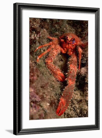 Crab (Galathea Strigosa).-Reinhard Dirscherl-Framed Photographic Print